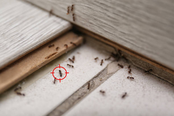 Best Termite Control Services  in Vineyards, FL